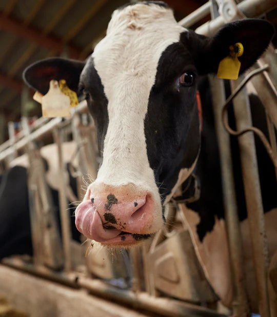 Enhancing Livestock Management with CloseWatch Calving Cameras