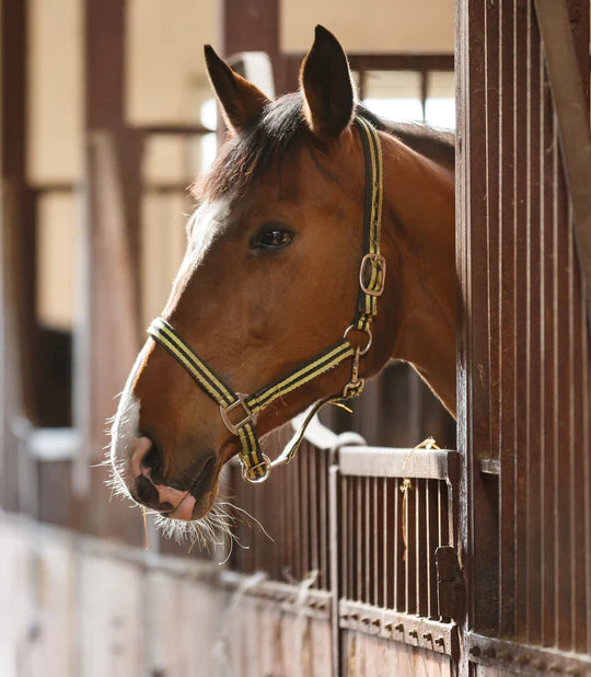 The Best Foaling Cameras Around