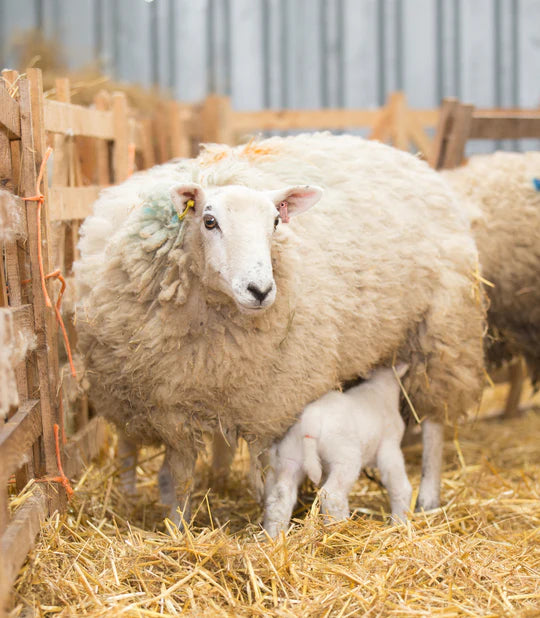 Ensuring the Safety and Well-being of Your Flock with Closewatch Lambing Cameras