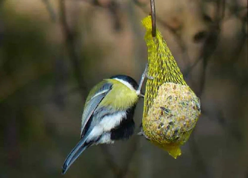 Making Fat Balls to feed birds in Winter