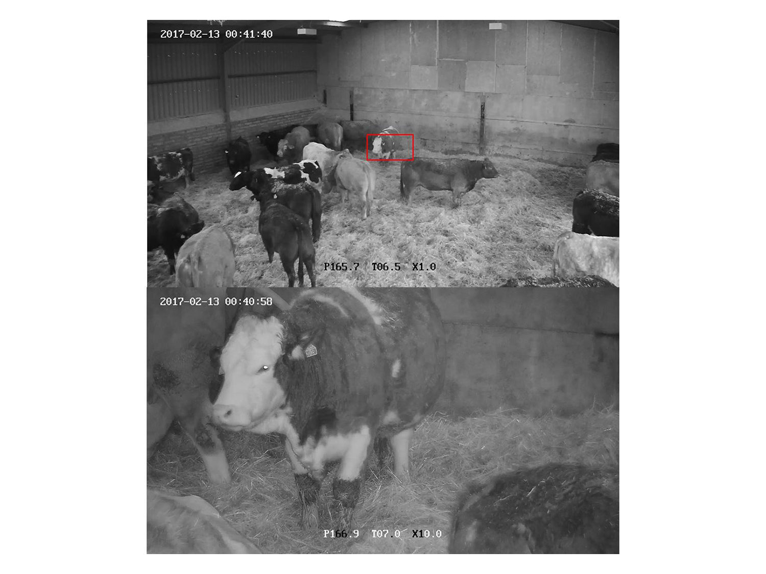 Closewatch 360 Degree Farm Camera Kit with Long Range Wireless